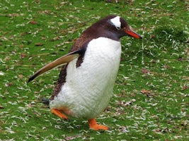 Falkland Islands, Blue Lagoon Penguin Safari, Gentoo Penguin
