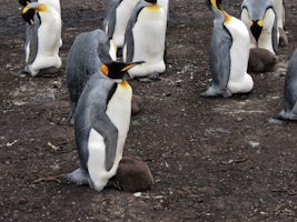 Falkland Islands, Blue Lagoon Penguin Safari, King Penguin