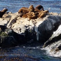 Sea lions viewed on our Ushuaia excursion