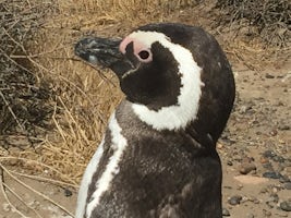 Punto Tomba-worth going to--get close to Penguins