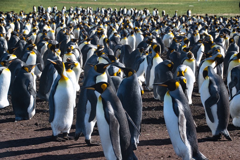 King Penguin colony at Volunteer Point, Falkland Islands