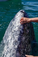 Getting to pet a gray whale in the Pacific Ocean on the Princess whale watching excursion to Magdalena Bay was simply amazing. 