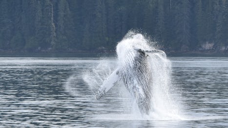 Humpback breeching in Icy Straight