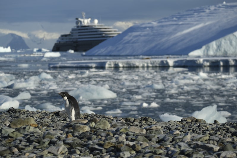 The Scenic Eclipse as seen from a daily landing site with one of the many Adelie Penguins.