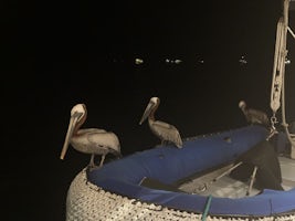 Pelicans feeding off the back of our boat as we dined.  They, and some Galapagos shark, put on quite a show!