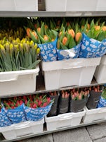Tulips for sale at open air market in Linz, Austria