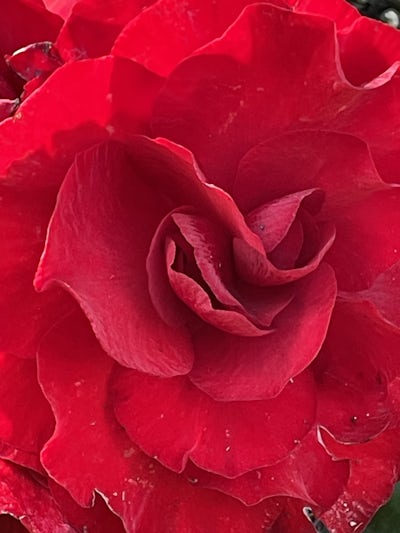 Butchart Garden Rose