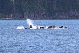 scenery, humpbacks feeding