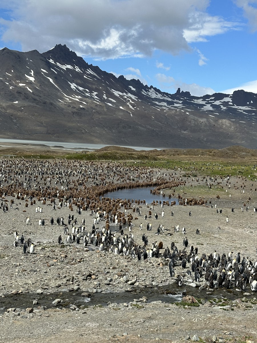 King Penguins and chicks.