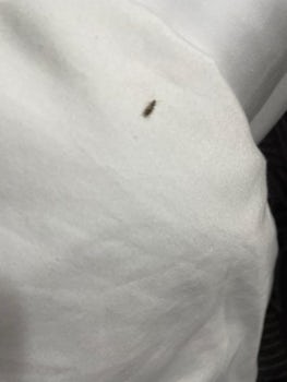 One of many bugs in the bed.  I had to "collect" them every evening before getting onto bed.