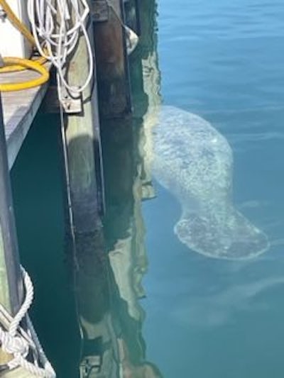Manatee swimming at docks in Key West