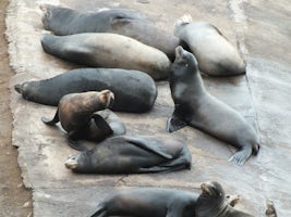 Sea lions at Ensenada port
