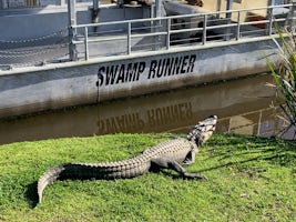 Alligator sunning on the grounds of the Cajun Swamp Tour