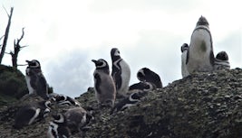 penguins on some rocks above our boat