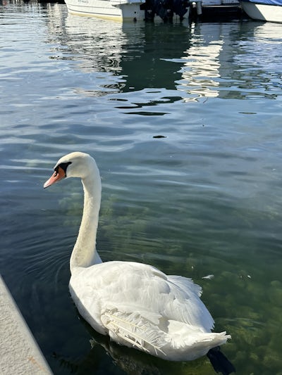 Swans everywhere!