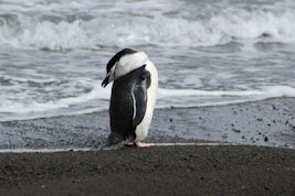 Penguin on black “sand” beach in active volcano caldera, taken after extended hike on Decepetion Island.