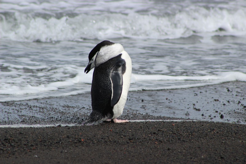 Penguin on black “sand” beach in active volcano caldera, taken after extended hike on Decepetion Island.