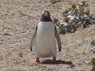 Just one of the thousands of penguins (we saw Chinstrap, Gentoo, Adelie, King, Megellanic, and Rockhopper)