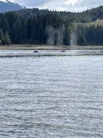 Humpback whales at Icy Strait Point.