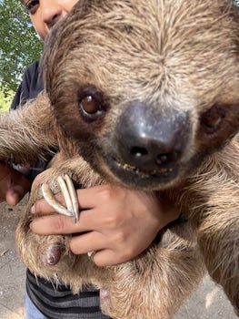 Flash a friendly three toed sloth that we visited at a family zoo in Roatan, Honduras