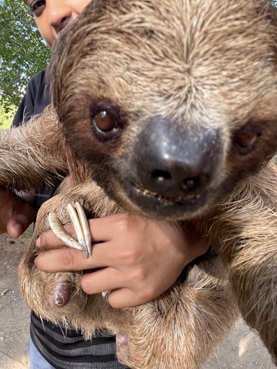 Flash a friendly three toed sloth that we visited at a family zoo in Roatan, Honduras