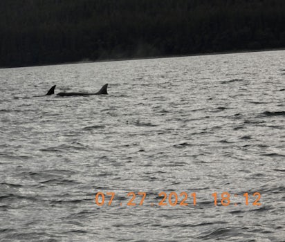 Orcas in Juneau, Whale watch with Gastineau Tours, 