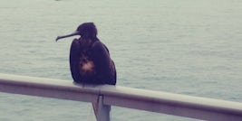Bird on our deck