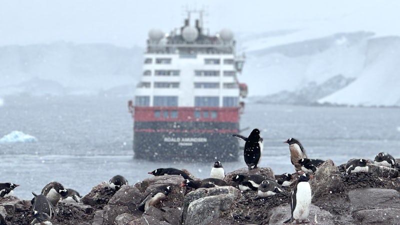 Penguin colony in Antarctica