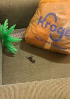 Scorpion next to dirty laundry bag on couch in my room. 
