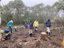 Helping to reforest the island in the rain