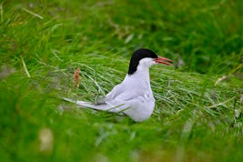We tried not to disturb the Arctic Terns by using long lens.