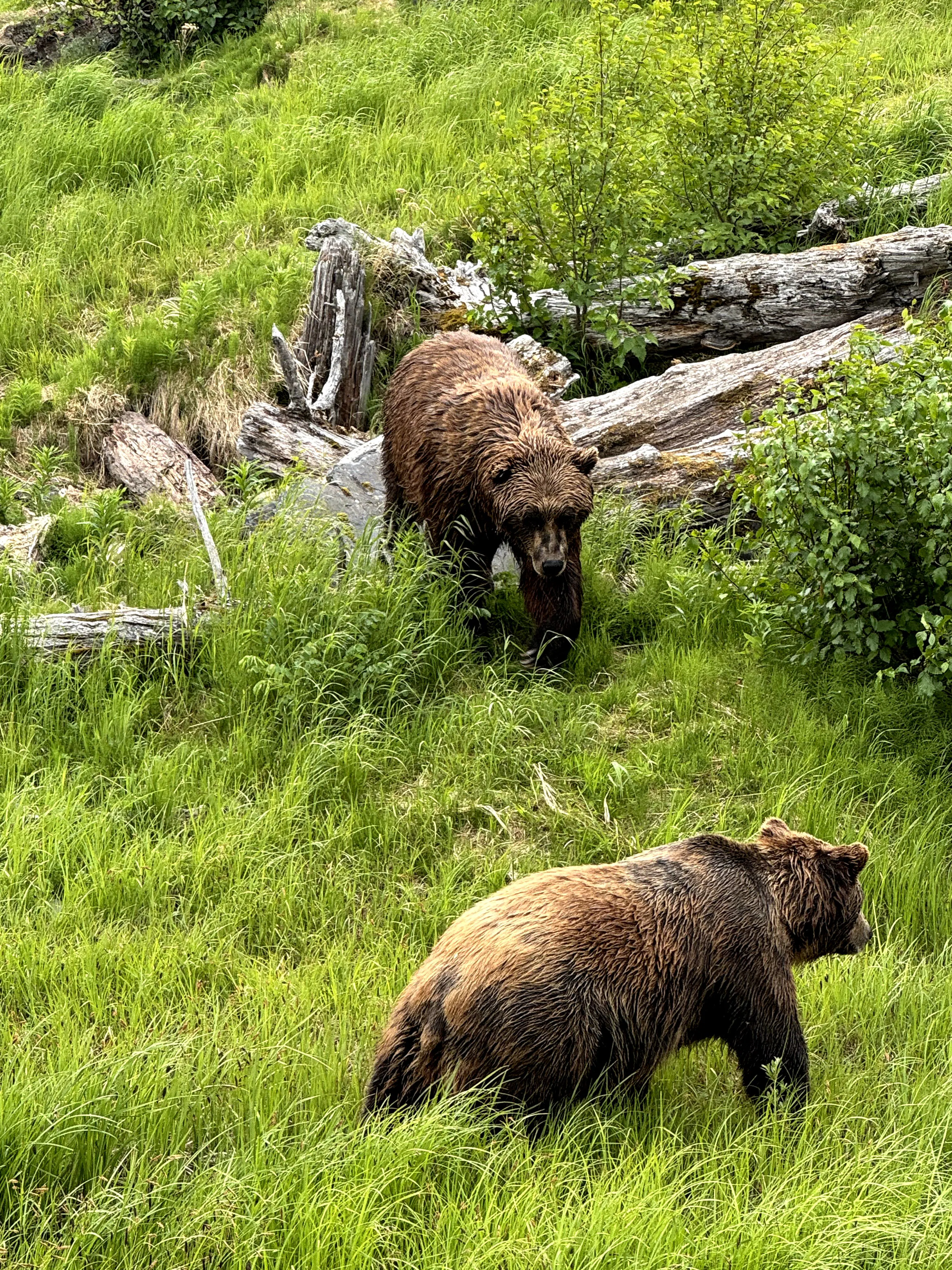 Seven Seas Explorer Alaska Cruise Reviews from Seattle | Member Reviews