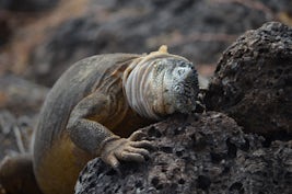 A resting iguana