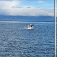 This is a photo taken by one of our fellow cruisers on our whale watching excursion.