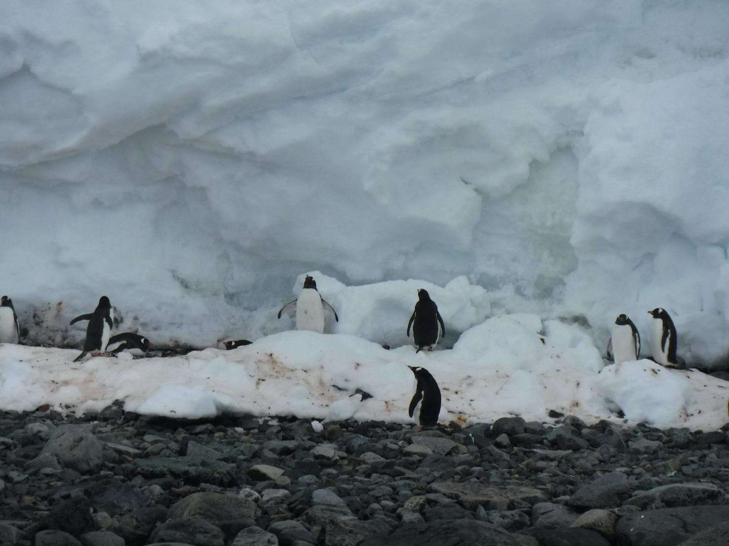 Gentoo penguins on a landing.