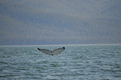 Juneau whale watcing