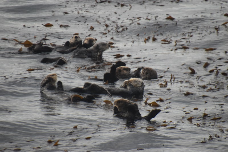 Sea Otters Sitka