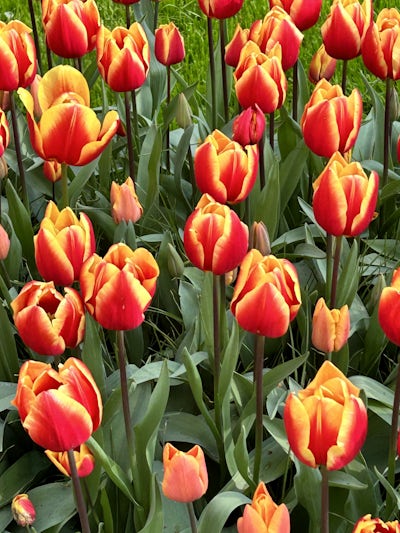 Could not believe the beautiful tulips!