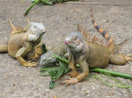 Iguanas, Roatan