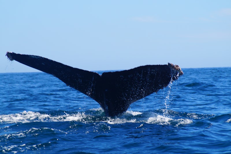 Cabo whale watching excursion 