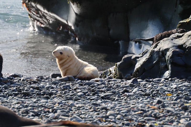  A Blondie Fur Seal Pup