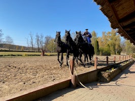 Horse demo in Domonyvolgy in Hungaria