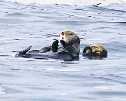 Sea otters were a treat