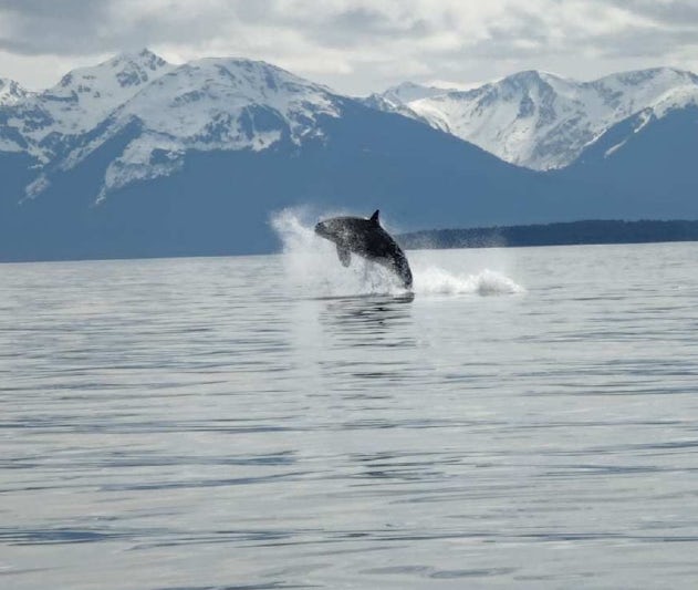 Whale Watching caught a few whales, and this incredible orca in Juneau, Alaska.  