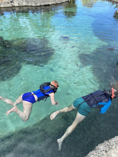 Swimming with turtles in Grand Cayman.
