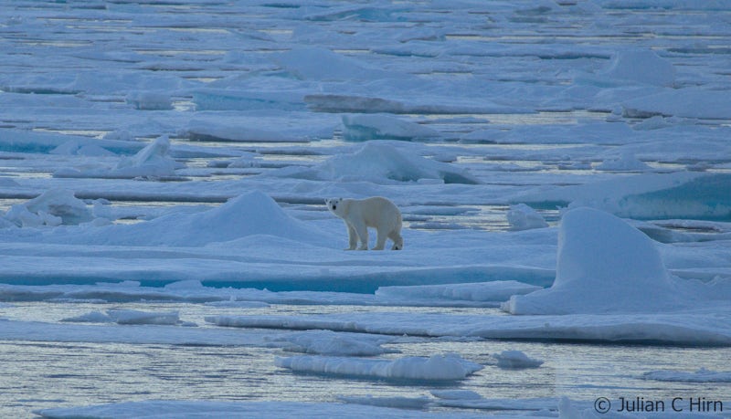 Polar bear seen in Spitsbergen