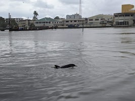 Dolphin in the harbor in Belize