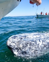 Another photo from the Princess whale watching excursion to Magdalena Bay. 