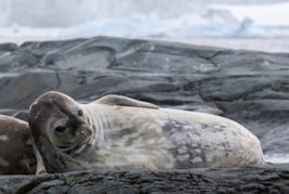 Seal observed during zodiac ride