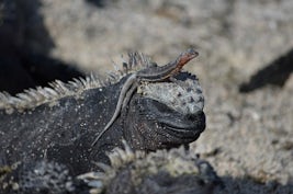 Marine iguana with a lava lizard hitching a ride